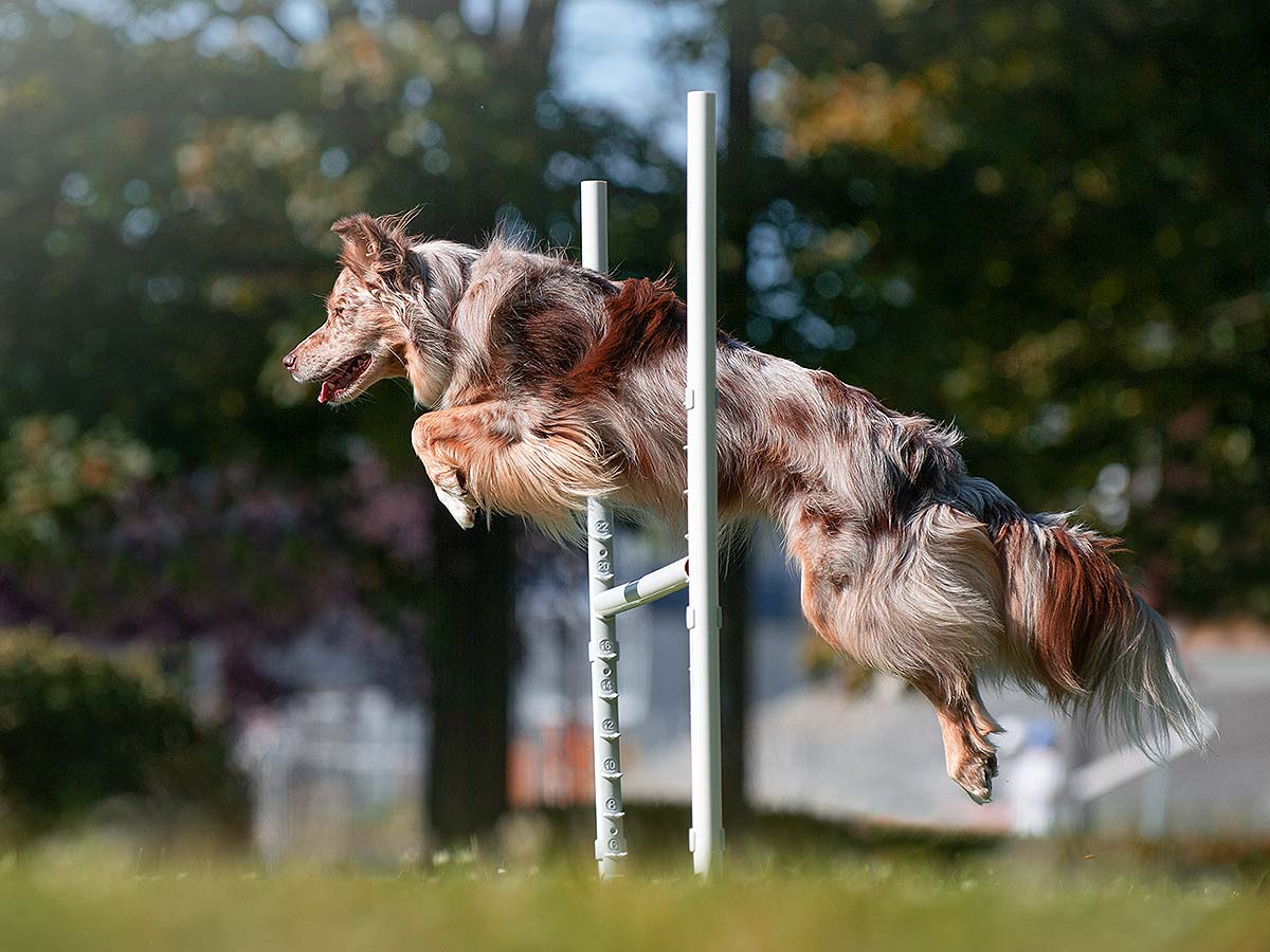can-athletic-saut