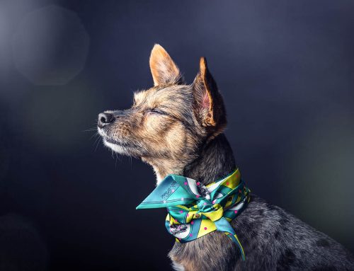 10 astuces pour avoir un chien calme durant une séance