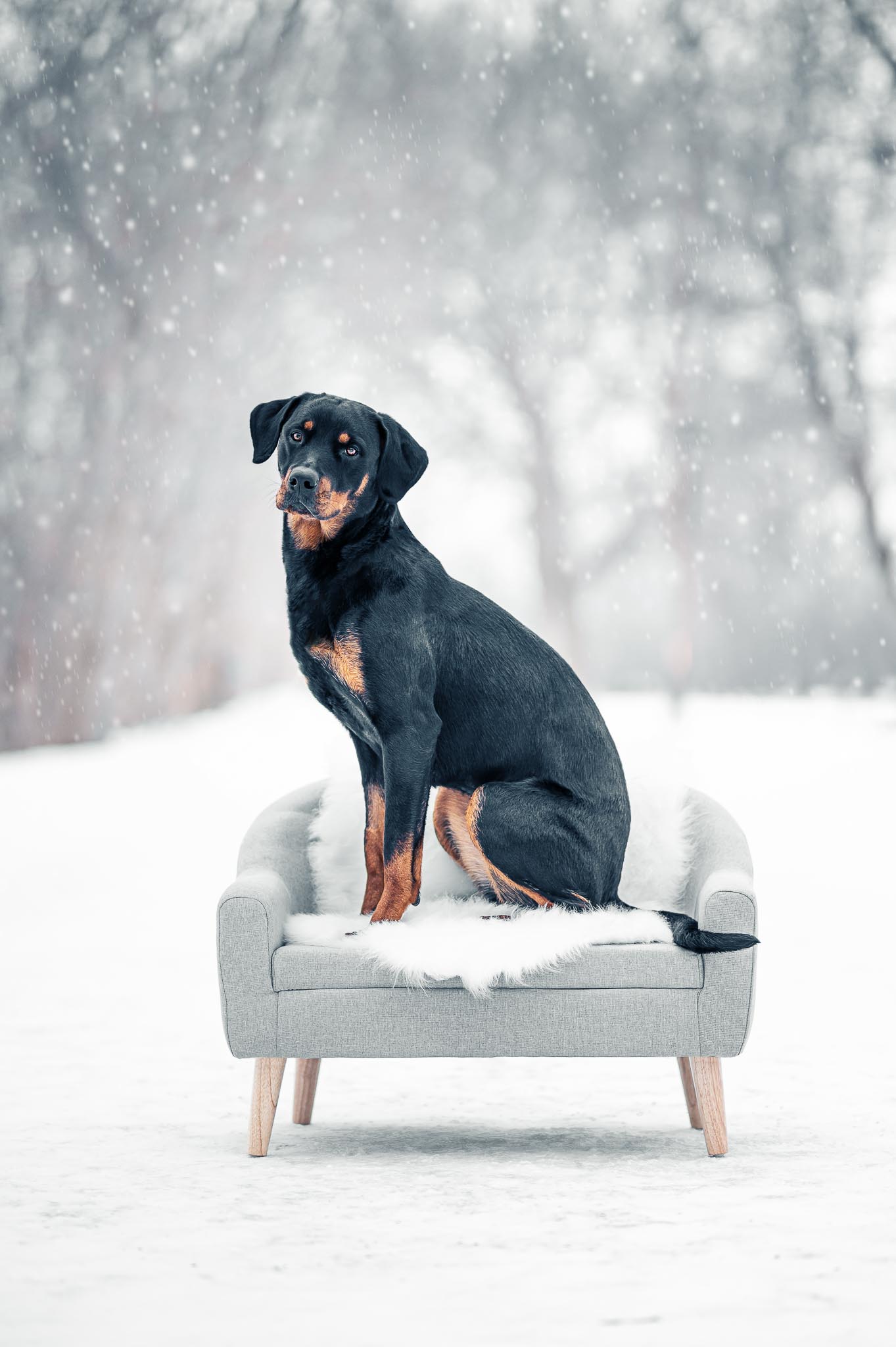 sofa