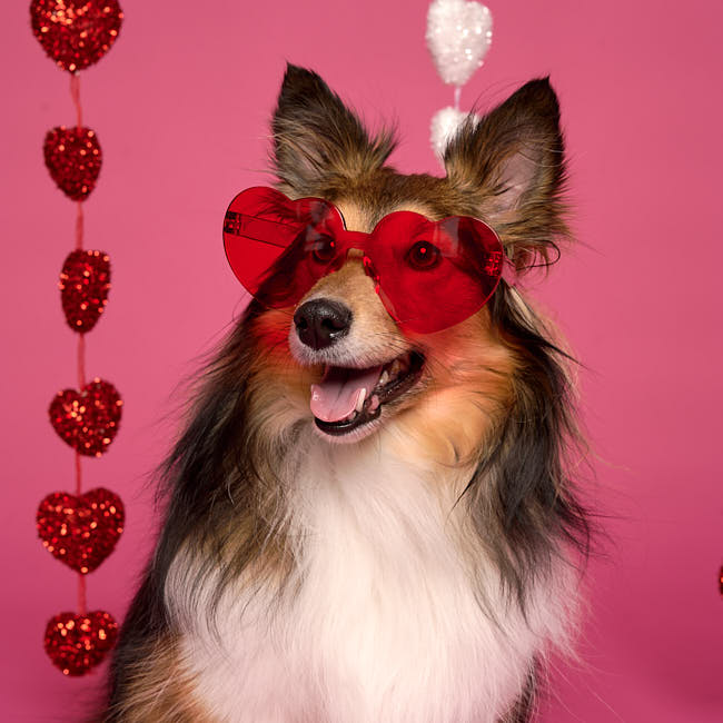 20260117-saint-valentin-210 Centre Hydromassage Canin